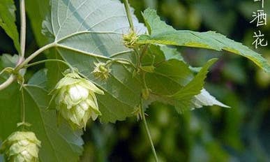 怀比洛啤酒花小程序定制开发